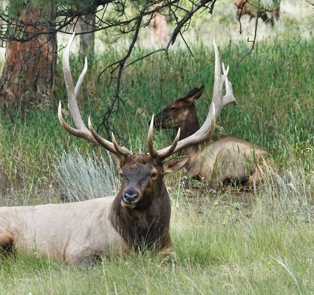 elk | Peak property management